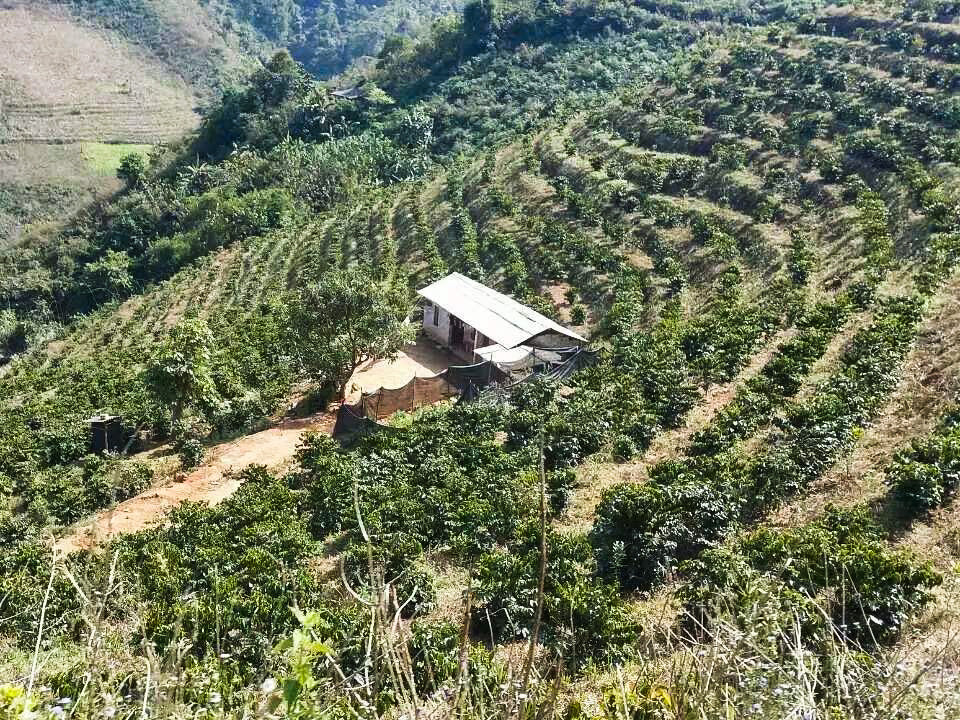 SILANJIA農園の嫌気性発酵工程