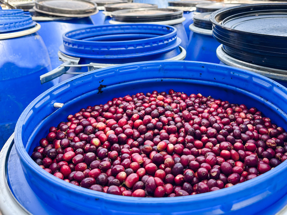 保山のインフューズド精製コーヒーの生豆
