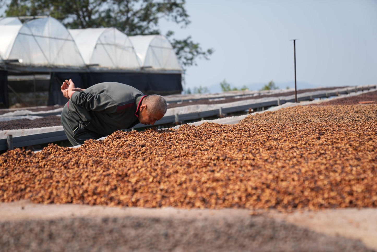 [2025] XISHUANGBANNA Anaerobic Fermentation Honey Process