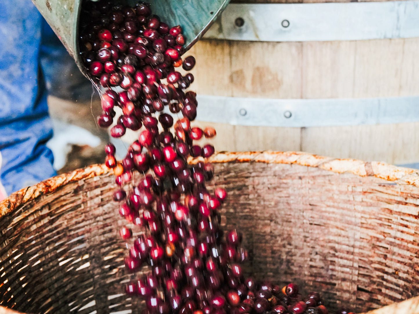 [2024] XISHUANGBANNA Oak Barrel Anaerobic Fermentation Honey Process